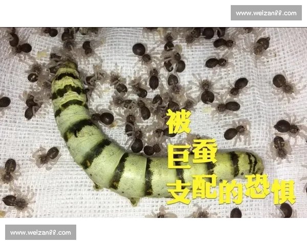 蚕与蜘蛛比拼丝线织造技巧的奇趣故事